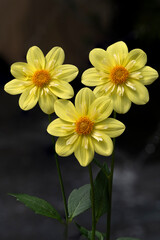 Fototapeta premium yellow dahlia