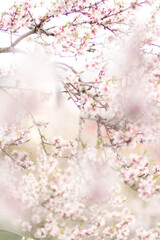 pink cherry blossom
