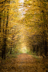 autumn in the forest