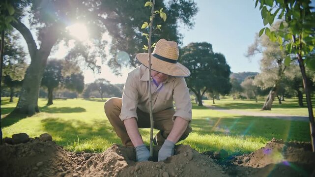 Gardener planting young tree sapling into prepared hole in park. Reforestation and environmental conservation efforts during sunny spring day. Low angle panning shot.