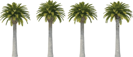 Stylized row of tropical palm trees with textured trunks and lush green fronds for botanical illustration, landscape design, and tropical-themed artwork. © Babulur 