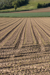 sillons dans une terre labour&eacute;e et cultiv&eacute;e, pousses du printemps, semis en agriculture dans un champ