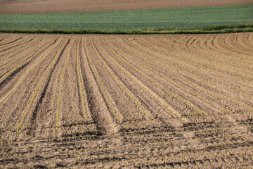 sillons dans une terre labour&eacute;e et cultiv&eacute;e, pousses du printemps, semis en agriculture dans un champ