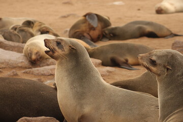 Fototapeta premium Portrait of a sea lion with its colony in the background on a rocky beach.