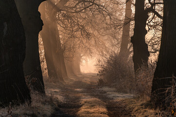 Obraz premium W stronę światła