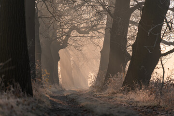 Obraz premium Aleja o wschodzie