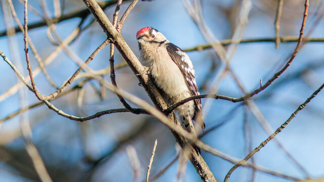 red winged blackbird