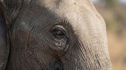 Fototapeta premium Close-up view of Asian elephant eye and face texture. Thai wildlife symbol for National Thai Elephant Day. Cultural heritage and conservation concept in Chiang Mai region