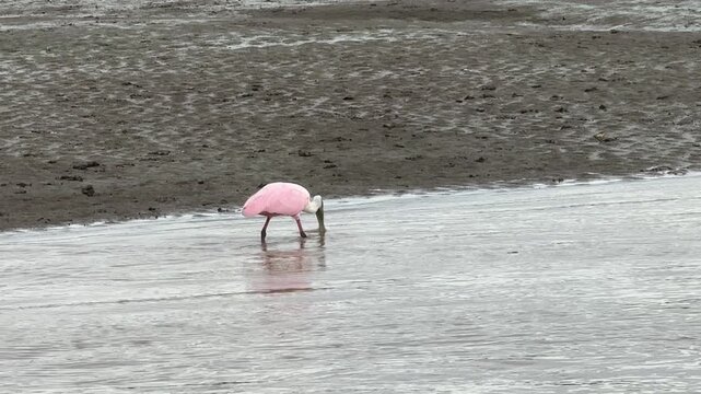 Roseate Spoonbill (Platalea ajaja) on the River Tarcoles in Costa Rica