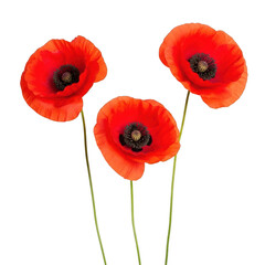Three vibrant red poppy flowers with green stems isolated on transparent background