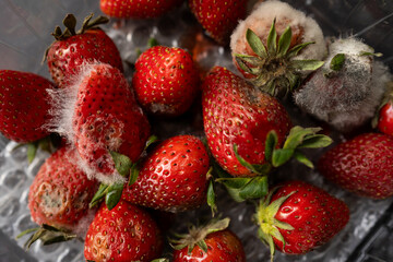 Strawberries rotting and growing mold inside a clear plastic package, illustrating concepts of spoilage, decay, and food waste
