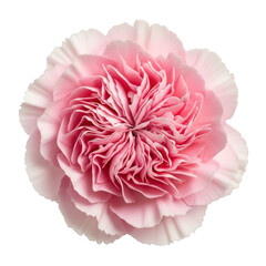 Beautiful pink carnation flower isolated on transparent background