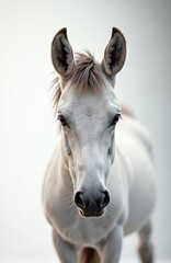 Obraz premium Close-up portrait of white horse with attentive eyes, flowing mane. Horse stands calmly against bright, minimalist background, refined features, gentle nature. Image suggests purity, elegance,
