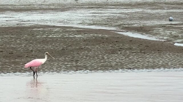 Roseate Spoonbill (Platalea ajaja) on the River Tarcoles in Costa Rica