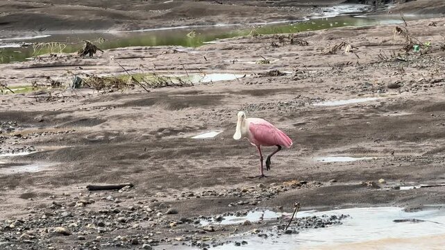 Roseate Spoonbill (Platalea ajaja) on the River Tarcoles in Costa Rica