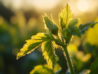 Close up of a young plant bathed in morning light