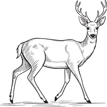 Sketch illustration of a deer with antlers walking on a white background in black and white style