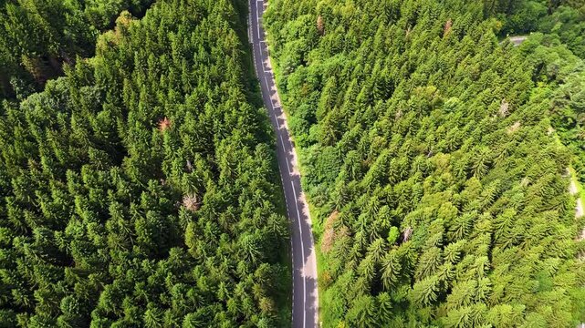 Winding road cuts through dense green forest in summer season. A road meanders through a thick forest with tall trees under a clear sky during summer.