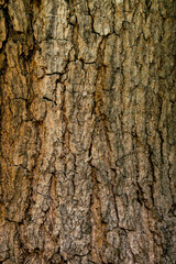 Obraz premium Close-up of rough brown tree bark texture for background