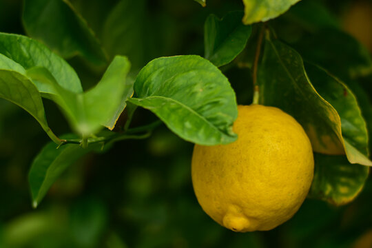 Ripe yellow lemons fruit hanging on tree in lemon farm. Banches of fresh lemons with green leaves in Italian garden. Harvest on the farm.