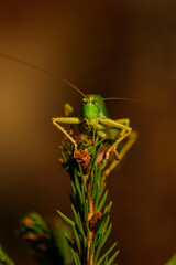 Closeup image of grasshopper