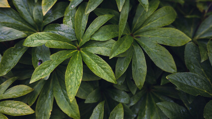 Closeup of leaves