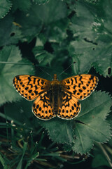 Obraz premium Closeup image of butterfly