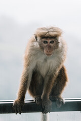 Naklejka premium macaque
