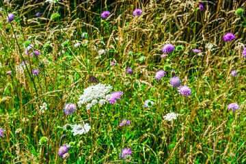 Summer meadow flowers in the park. 