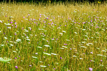 Summer meadow flowers in the park.  © Lara Red