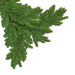 green christmas pine twigs isolated png