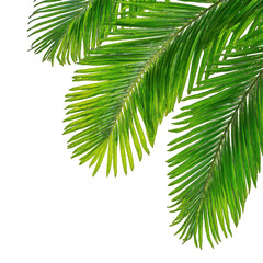green palm leaf png white background