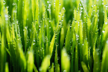 Fototapeta premium Wet spring green grass backround with dew lawn natural.