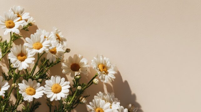 Close-up feverfew blooms framing a large text area on the right
