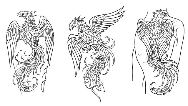 A set of three black and white line art illustrations of a phoenix tattoo design on a human back