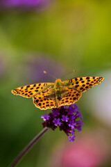 Closeup image of butterfly