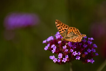 Closeup image of butterfly