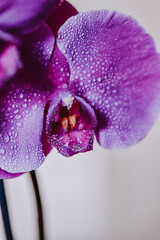 Closeup image of Orchid
