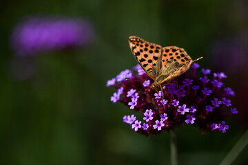 Closeup image of butterfly
