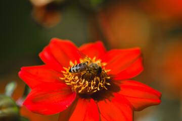 Closeup photography of a bee
