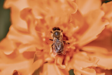 Closeup photography of a bee
