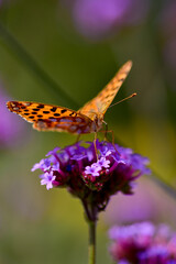 Closeup image of butterfly
