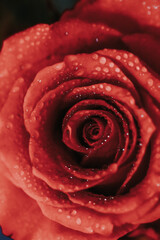 Closeup image of rose