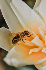 Closeup photography of a bee