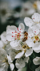 Closeup photography of a bee