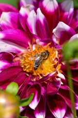 Closeup photography of a bee