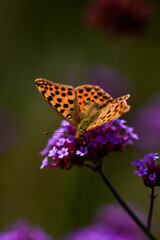 Closeup image of butterfly