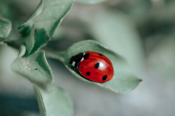 Closeup image of ladybug