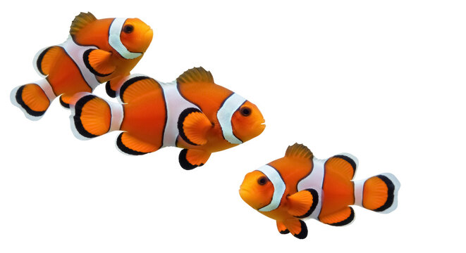 Three orange clownfish PNG isolated on transparent background, colorful tropical reef fish swimming in group, marine wildlife