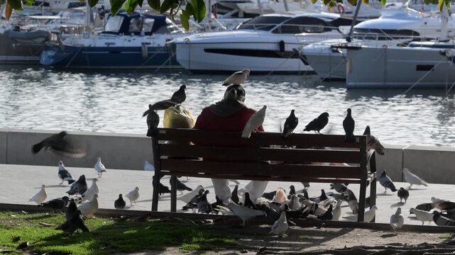 Man sitting on park bench next to a marina feeding pigeons